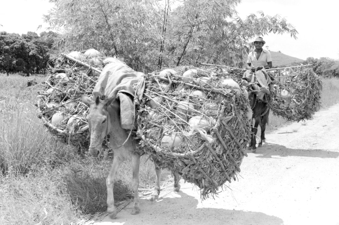 Transporte de potes de barro fabricados no Engenho Massangana e vendidos em Camela